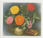 Zinnias