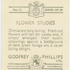 Zinnias