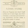 Oriental poppies