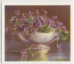 Violets