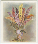 Lupins