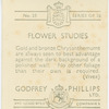 Gold and bronze chrysanthemums