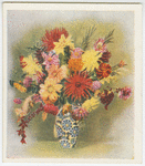 Dahlias