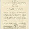 Dahlias