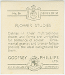 Dahlias