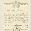 French anemones