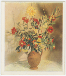 Winter solanum
