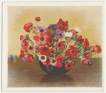 Spring flowering anemones