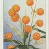 Buddleia (Buddleia globosa).