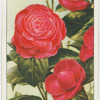 Camellia (Camellia japonica).