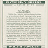 Camellia (Camellia japonica).