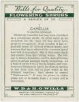 Camellia (Camellia japonica).
