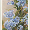 Ceanothus (Gloire de Versailles).