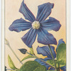 Clematis (Clematis durandii).