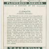 Clematis (Clematis durandii).
