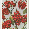 Cotoneaster (Cotoneaster frigida).