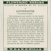 Cotoneaster (Cotoneaster frigida).