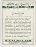 Cotoneaster (Cotoneaster frigida).