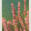 Daphne (the mezereon) (Dapne mezereum).