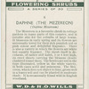 Daphne (the mezereon) (Dapne mezereum).