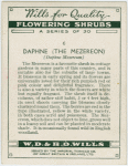 Daphne (the mezereon) (Dapne mezereum).