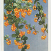 Darwin's barberry (Berberis Darwinii).