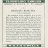 Darwin's barberry (Berberis Darwinii).