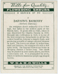 Darwin's barberry (Berberis Darwinii).
