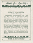 Darwin's barberry (Berberis Darwinii).