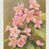 Diervilla (Diervilla florida).