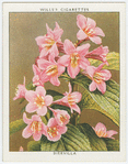 Diervilla (Diervilla florida).