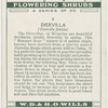 Diervilla (Diervilla florida).