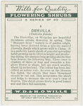 Diervilla (Diervilla florida).