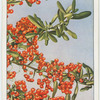 Chinese firethorn (Pyracantha Rogersiana).