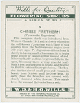 Chinese firethorn (Pyracantha Rogersiana).