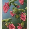 Flowering currant (Ribes sanguineum).