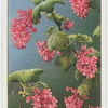 Flowering currant (Ribes sanguineum).