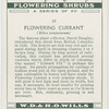 Flowering currant (Ribes sanguineum).