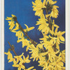 Forsythia (F. intermedia spectabilis).