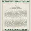 Forsythia (F. intermedia spectabilis).