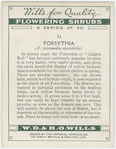 Forsythia (F. intermedia spectabilis).