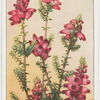 Heath (Erica ciliaris).