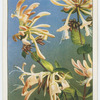 Honeysuckle (Lonicera Periclymenum).