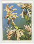 Honeysuckle (Lonicera Periclymenum).