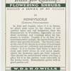 Honeysuckle (Lonicera Periclymenum).