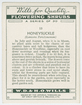 Honeysuckle (Lonicera Periclymenum).