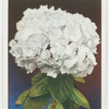 Hydrangea (Hydrangea hortensis).