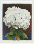 Hydrangea (Hydrangea hortensis).