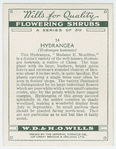 Hydrangea (Hydrangea hortensis).