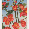 Japanese quince (Cydonia japonica).